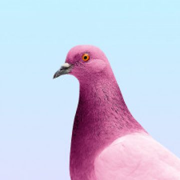Foto del Profilo