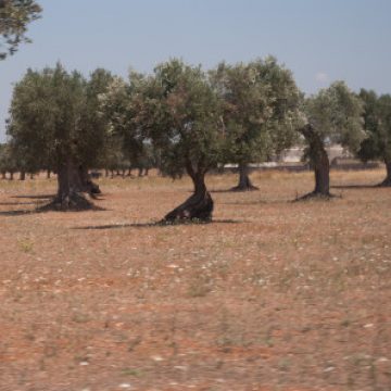 Foto del Profilo